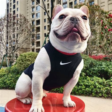 nike dog coats